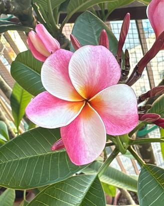 Plumeria Elsie