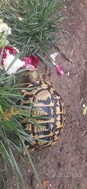 Tartarughe hh
