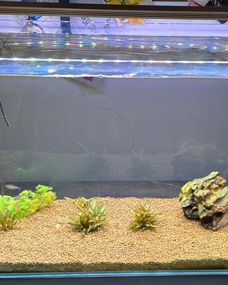 Acquario completo🐠