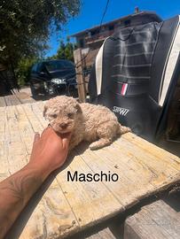 Cuccioli di lagotto romagnolo