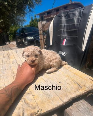 Cuccioli di lagotto romagnolo