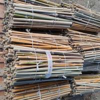 100 Canne picchetti in Bambi