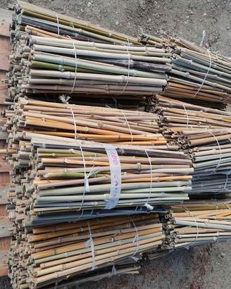 100 Canne picchetti in Bambi