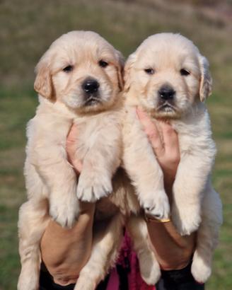 Cuccioli di golden retriever angloamericani