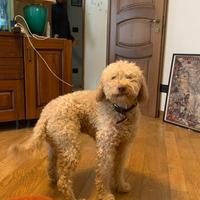 Lagotto per accoppiamento