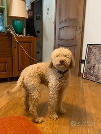 Lagotto per accoppiamento