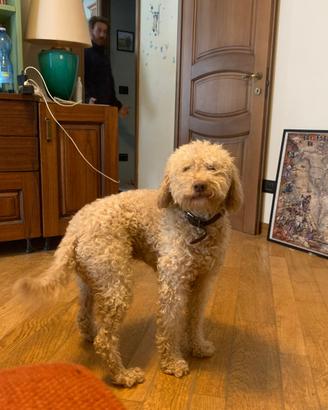 Lagotto per accoppiamento
