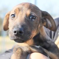 Lucas: 3 mesi, taglia medio/piccola. Segugio mix