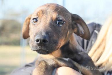 Lucas: 3 mesi, taglia medio/piccola. Segugio mix