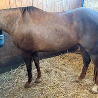 Cavalla Quarter Horse