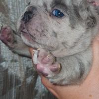 Cucciolo di Bulldog Francese