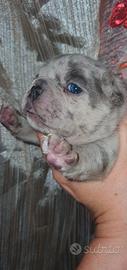 Cucciolo di Bulldog Francese