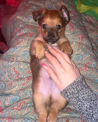 Splendido cucciolo di incrocio/ mix Jack Russell