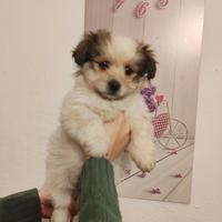 Cuccioli bichon havanese