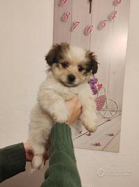 Cuccioli bichon havanese