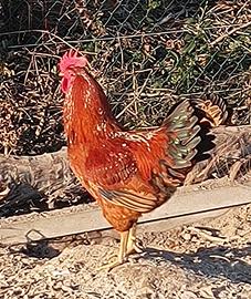 Galli nostrani e germani