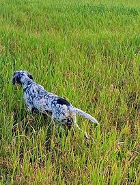 Setter