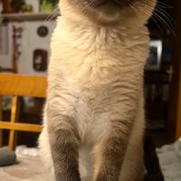 Gatto Siamese