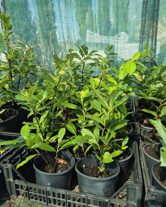 Lauro ceraso tasso osmanthus