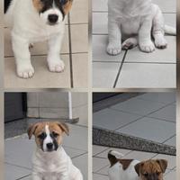 Jack Russell Terrier