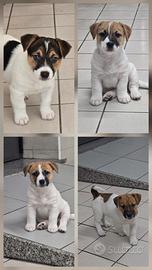 Jack Russell Terrier
