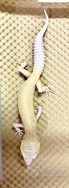 Geco Leopardino
