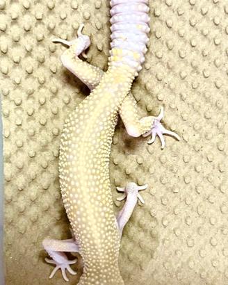 Geco Leopardino