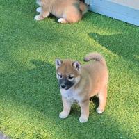 Shiba maschi e femmine