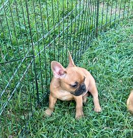 Cuccioli di bulldog francese Red