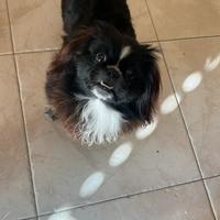Cucciolo di pechinese