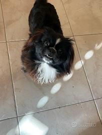 Cucciolo di pechinese