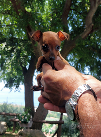 Disponibili pinscher di piccola taglia