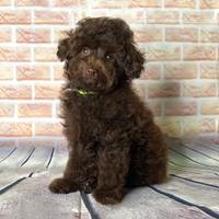 Barbone toy marrone