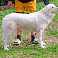 Cucciolona di Pastore Maremmano ABRUZZESE