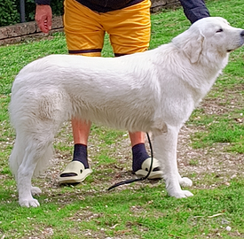 Cucciolona di Pastore Maremmano ABRUZZESE