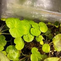 Talee di Hydrocotyle leucocephala
