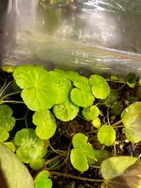 Talee di Hydrocotyle leucocephala