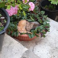 Gattini