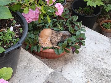 Gattini