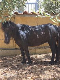 Pony