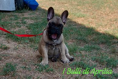 Bulldog francese