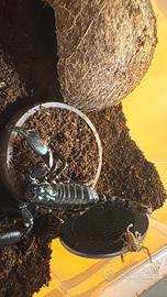 Scorpione heterometrus