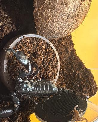 Scorpione heterometrus