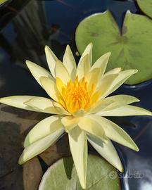 Ninfea Yellow Queen - piante da laghetto 