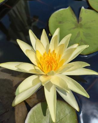 Ninfea Yellow Queen - piante da laghetto 