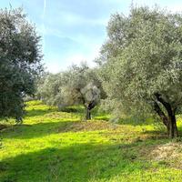 TER. AGRICOLO A PONZANO ROMANO