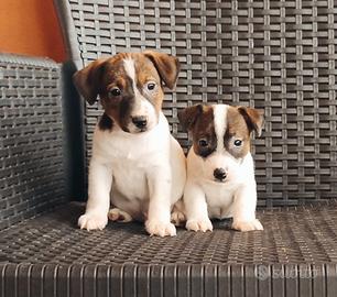 Jack Russell cuccioli