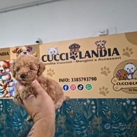 Barboncini Toy albicocca compas KLARNA scalapay
