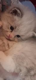 Cuccioli ragdoll pedigree