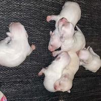 Maltese